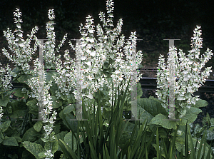 Picture of Salvia sclarea 