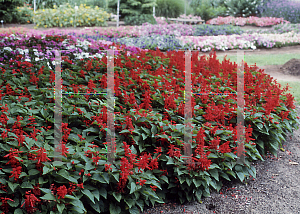 Picture of Salvia splendens 'Hotline Red'