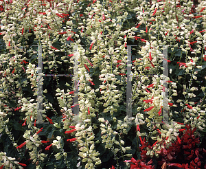 Picture of Salvia splendens 'Sangria'