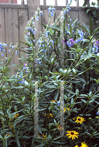 Picture of Salvia uliginosa 