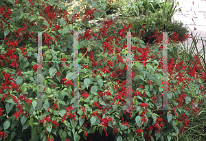 Picture of Salvia vanhouttei 