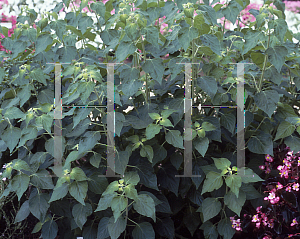 Picture of Salvia vanhouttei 'Faye Chapell'