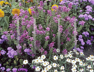 Picture of Salvia viridis 