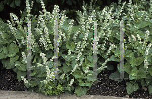 Picture of Salvia verticillata 'Alba'