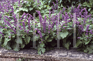 Picture of Salvia verticillata 'Purple Rain'