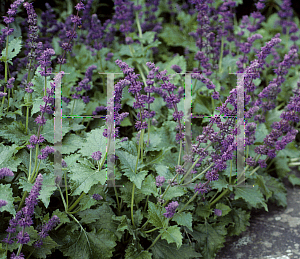 Picture of Salvia verticillata 'Purple Rain'