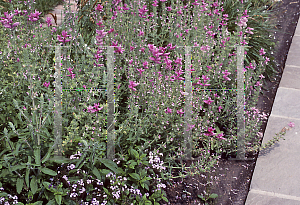 Picture of Salvia viridis 'Pink Sunday'