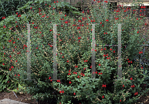 Picture of Salvia  'Cherry Queen'