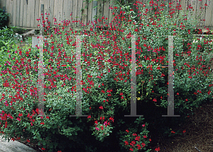 Picture of Salvia  'Cherry Queen'