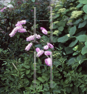 Picture of Sanguisorba obtusa 