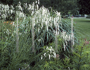 Picture of Sanguisorba tenuifolia var. alba 
