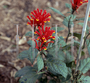 Picture of Scutellaria costaricana 