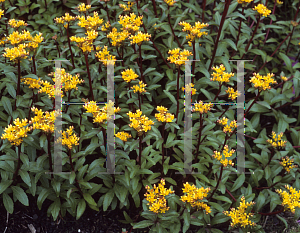 Picture of Sedum aizoon 'Aurantiacum'