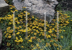 Picture of Sedum floriferum 'Weihenstephaner Gold'