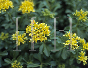 Picture of Sedum kamtschaticum 