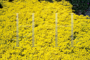 Picture of Sedum mexicanum 