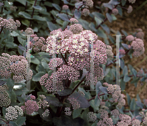 Picture of Hylotelephium  'Strawberries & Cream'