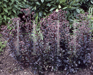 Picture of Hylotelephium  'Mohrchen'