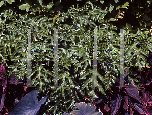 Picture of Solanum atropurpureum 