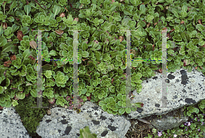 Picture of Saxifraga x urbium 