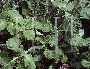 Picture of Scabiosa africana 