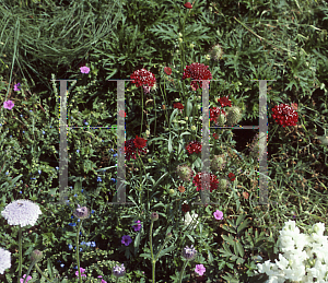 Picture of Scabiosa atropurpurea 