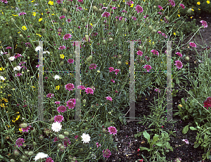 Picture of Scabiosa atropurpurea 