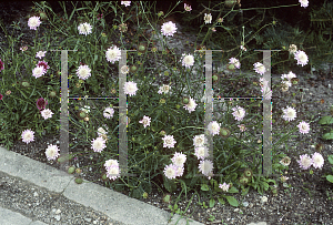 Picture of Scabiosa atropurpurea 