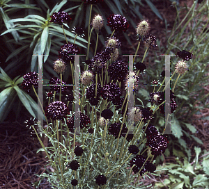 Picture of Scabiosa atropurpurea 'Ace of Spades'