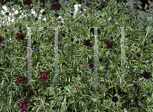 Picture of Scabiosa atropurpurea 'Ace of Spades'