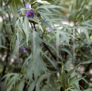 Picture of Solanum aviculare 