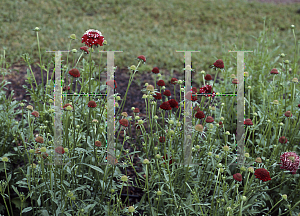 Picture of Scabiosa atropurpurea 'Scarlet'