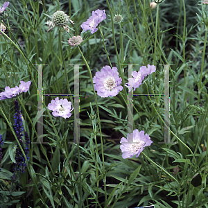 Picture of Scabiosa caucasica 'Penhill Blue'