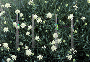 Picture of Scabiosa x 'Lemon Sorbet'