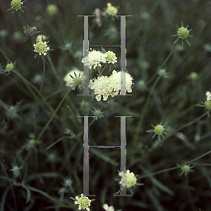 Picture of Scabiosa x 'Lemon Sorbet'