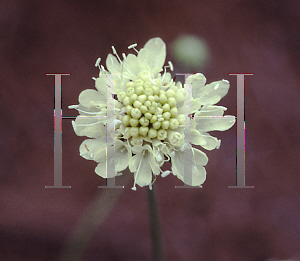 Picture of Scabiosa x 'Lemon Sorbet'