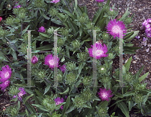 Picture of Stokesia laevis 'Honeysong Purple'