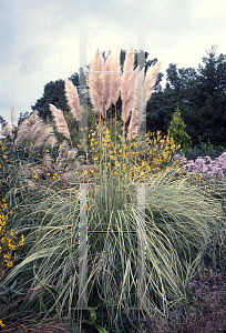 Picture of Cortaderia selloana 'Aureolineata'