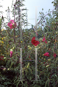 Picture of Hibiscus coccineus 