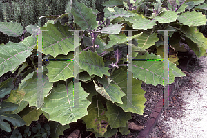 Picture of Solanum quitoense 