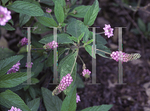 Picture of Lantana trifolia 