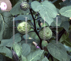 Picture of Datura metel 'Cornucopaea'