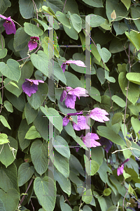 Picture of Dalechampia dioscoreifolia 