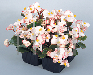 Picture of Begonia semperflorens-cultorum hybrids 'Olympia Sprint Bicolor'