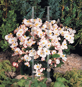 Picture of Begonia semperflorens-cultorum hybrids 'Olympia Sprint Bicolor'