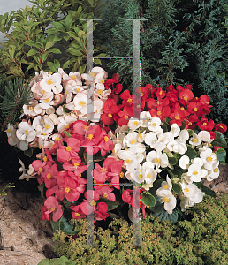Picture of Begonia semperflorens-cultorum hybrids 'Olympia® Sprint Mix'