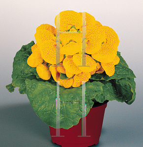 Picture of Calceolaria x 'Cinderella Yellow with Dots'