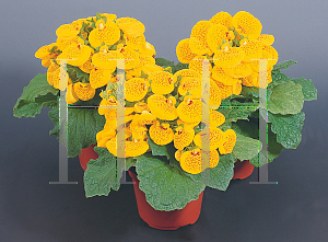 Picture of Calceolaria x 'Cinderella Yellow with Dots'