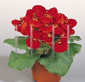 Picture of Calceolaria x 'Cinderella Red'