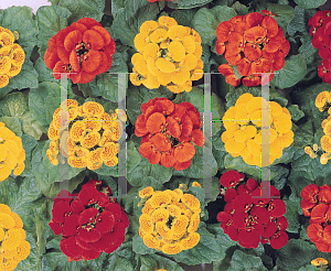 Picture of Calceolaria x 'Cinderella Mix'